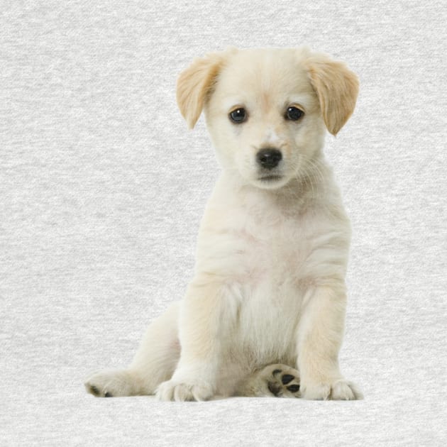 Cute Labrador Puppy by designsbycreation